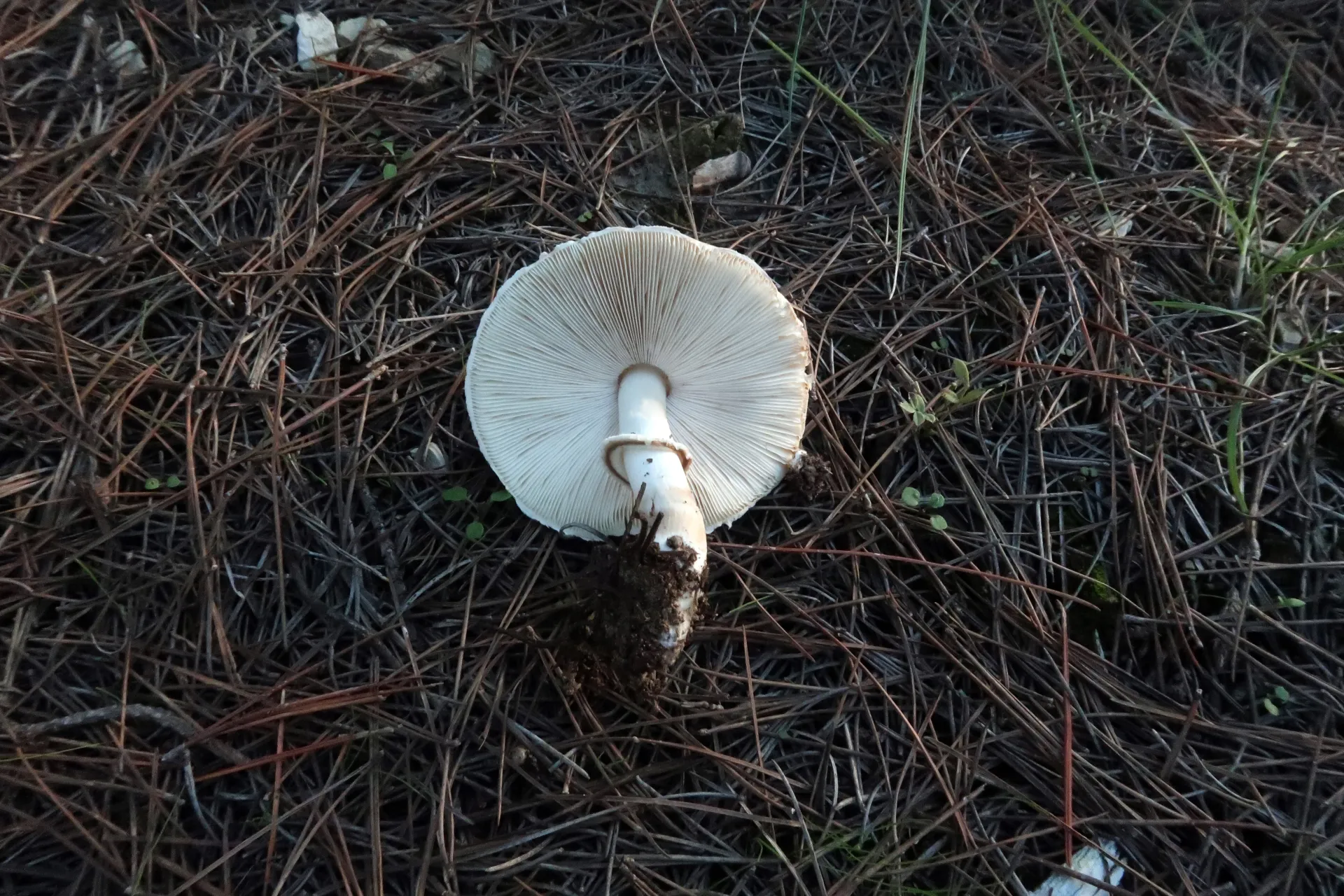 Leucoagaricus cinereolilacinus - 1